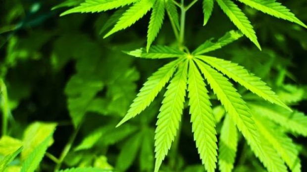 Уругвай легализира марихуаната